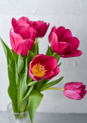 Pink tulips. Macro scale. Soft Selective focus. Close up