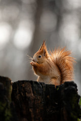 watching of red squirrel in czech nature