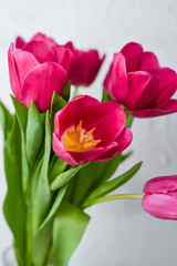 Fototapeta premium Pink tulips. Macro scale. Soft Selective focus. Close up