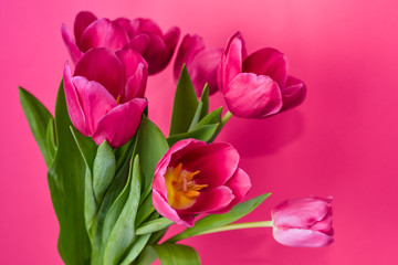 Beautiful fresh pink tulips on pink background. Spring blossom. Greeting card.