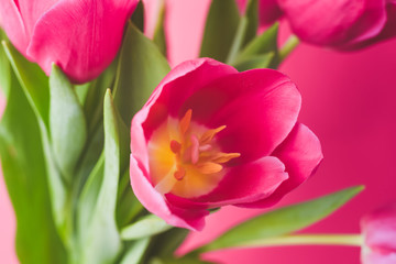 Pink tulips. Macro scale. Soft Selective focus. Close up