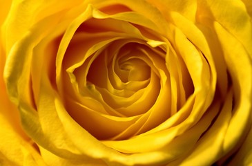 A close up portrait of a yellow rose bud. You can see all the details and the petals which are beautifully woven into each other.