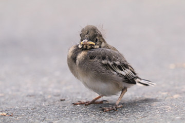 junge Bachstelze auf der Strasse