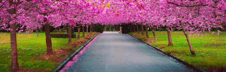 Beautiful spring romantic tunnel of pink flower trees