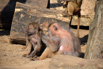  baboon large monkeys hunters