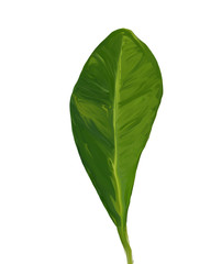 Obraz premium Bright green gouache leaf of plumeria. Hand-painted tropical plant isolated on white background. Exotic illustration perfect for posters, cards, invitation and other designs