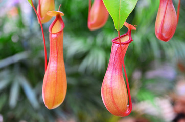 Tropical plant nepenthe pitcher monkey cup