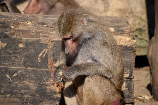  baboon large monkeys hunters