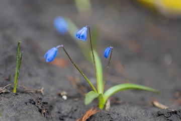 Macro view of blue spring flower