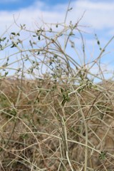 Scutellaria is a genus of approximately 350 flowering plants in the Botanical family Lamiaceae, with one species, S. Mexicana, native Joshua Tree National Park.