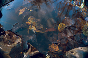colored leaves in a pond after winter