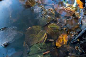 colored leaves in a pond after winter
