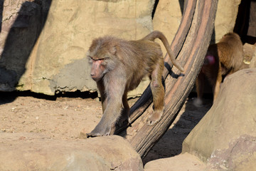  baboon large monkeys hunters