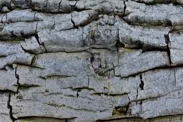 bark of a tree