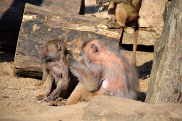  baboon large monkeys hunters