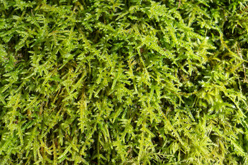 Green moss background. Nature backdrop