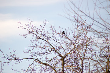 birds in branches against the blue sky