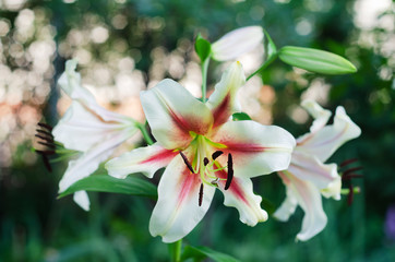 Two- tone Lily in the garden on a bokeh background