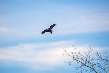 birds in branches against the blue sky