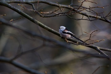Long-tailed tit on a branch