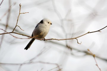 Long-tailed tit on a branch