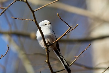 Long-tailed tit on a branch