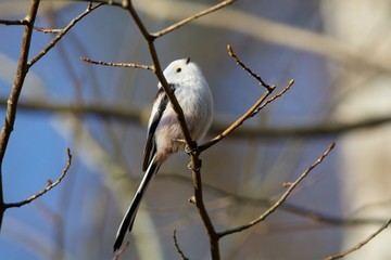 Long-tailed tit on a branch