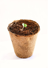 small sprout of basil close-up in an organic pot on a white background