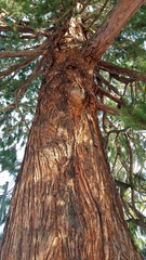 Redwood tree close-up