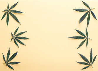 cannabis marijuana leaves on pastel yellow