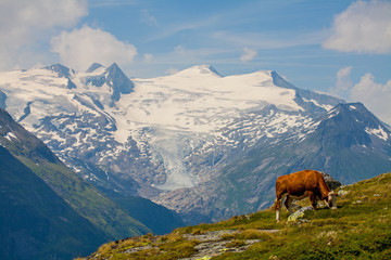 Der Grovenediger Nationalpark Hohe Tauern