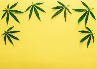 cannabis marijuana leaves on yellow