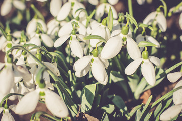 Bouquet of blooming snowdrops. The first spring flowers.