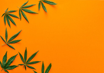 cannabis marijuana leaves on orange