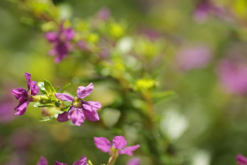 macro shot of purple flower taiwan beauty at the park