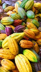 close up of colourful cacao fruits after harvest/ peru