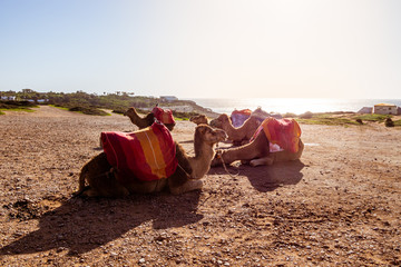 Touristics camels on the dromedary terrace of Tangier