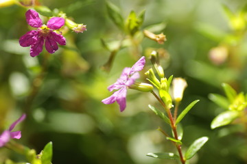 macro shot of purple flower taiwan beauty at the park