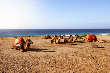 Fototapeta na wymiar Touristics camels on the dromedary terrace of Tangier