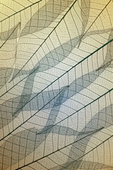 Backlit macro of skeleton leaves