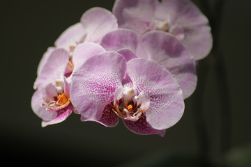 Fototapeta na wymiar Close up shot of beautiful orchid flower at the garden