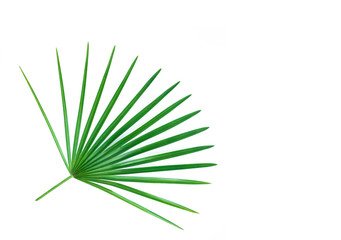 Fototapeta premium Palm leaves isolated on white.