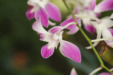Fototapeta na wymiar Close up shot of beautiful orchid flower at the garden