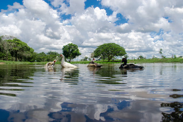 Patos al agua