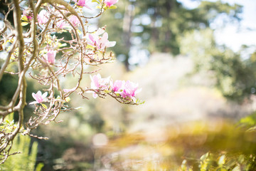 bright sunny background with room for text framed by spring blossoms in pink from magnolia tree