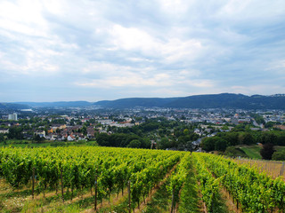Fototapeta na wymiar Vineyards near Trier, Germany