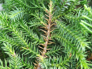 Naklejka premium lose up shot of temple juniper (