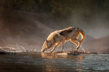 Schilderijen op glas Backlit Grey Wolf (Canis lupus) Walks Left Across River Autumn © hkuchera
