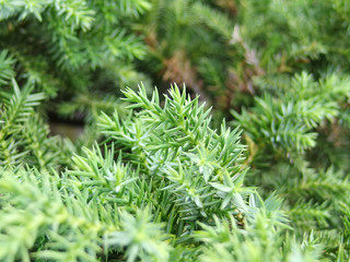 lose up shot of temple juniper (