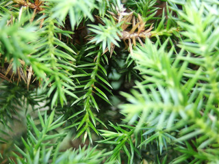 lose up shot of temple juniper ("juniperus rigida") leafs for background / wallpaper